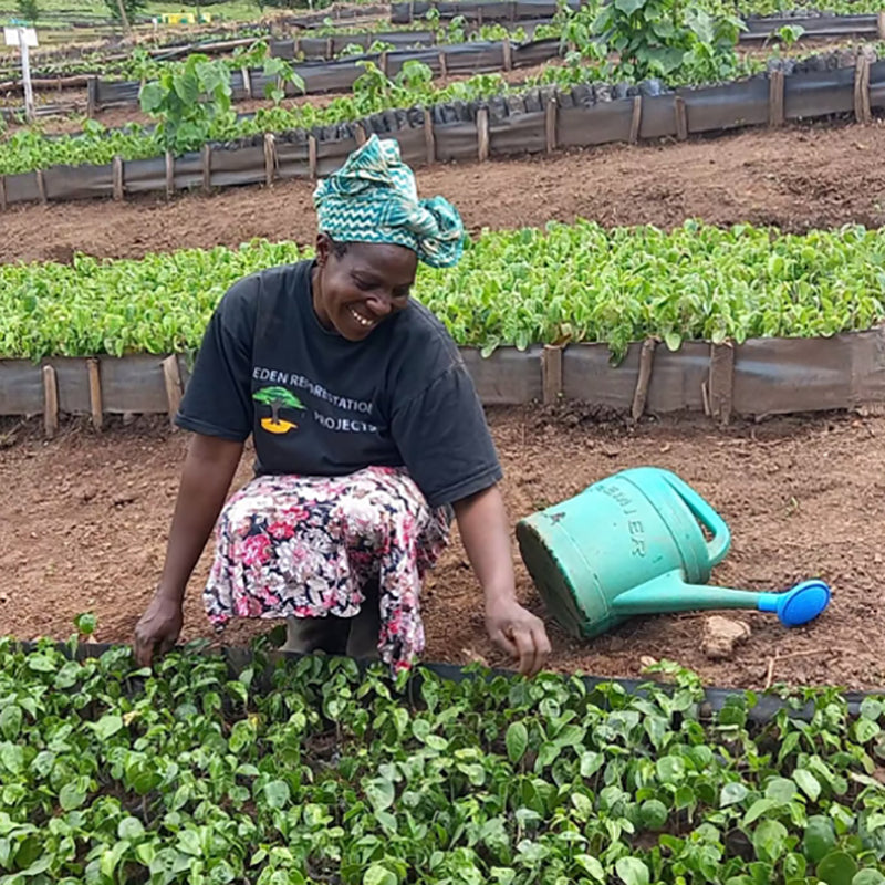 Why We're Planting Trees - Talking Tables Uk