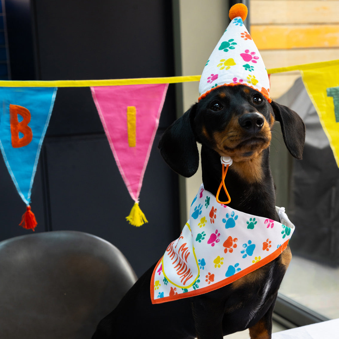 Birthday hat for dog to wear hotsell