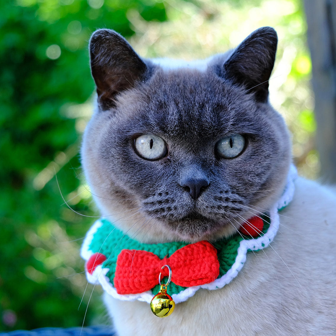 Christmas cat collar best sale