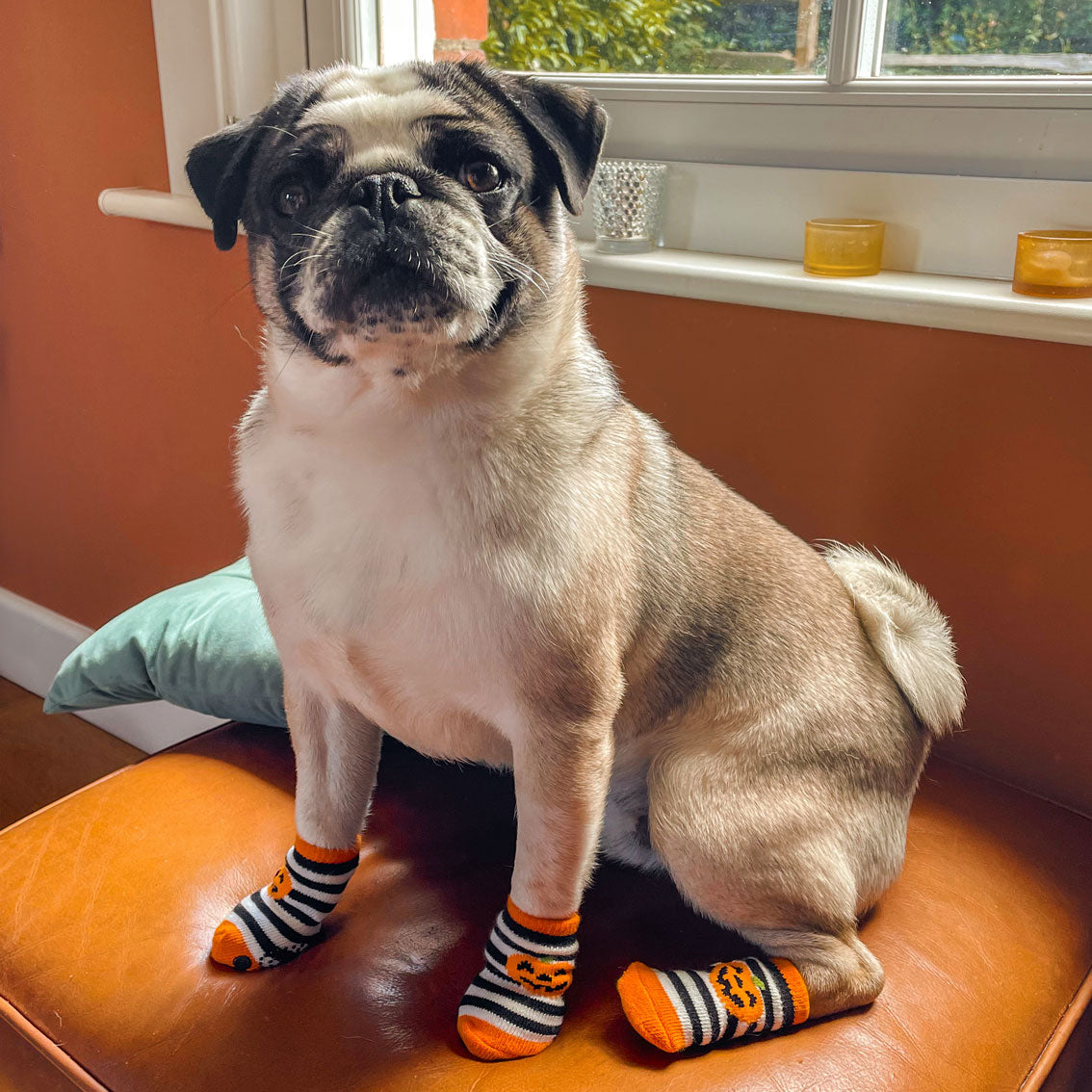 Dog Halloween Costumes Pumpkin Dog Socks Talking Tables UK